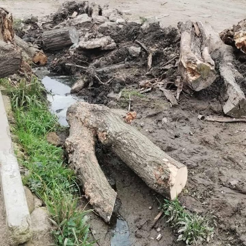 Tronco caído dentro de la zanja
