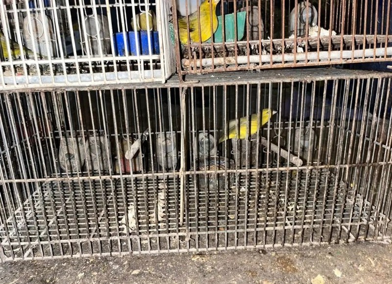Lo allanaron por los pajaritos que tenía enjaulados en Barrio Aeropuerto