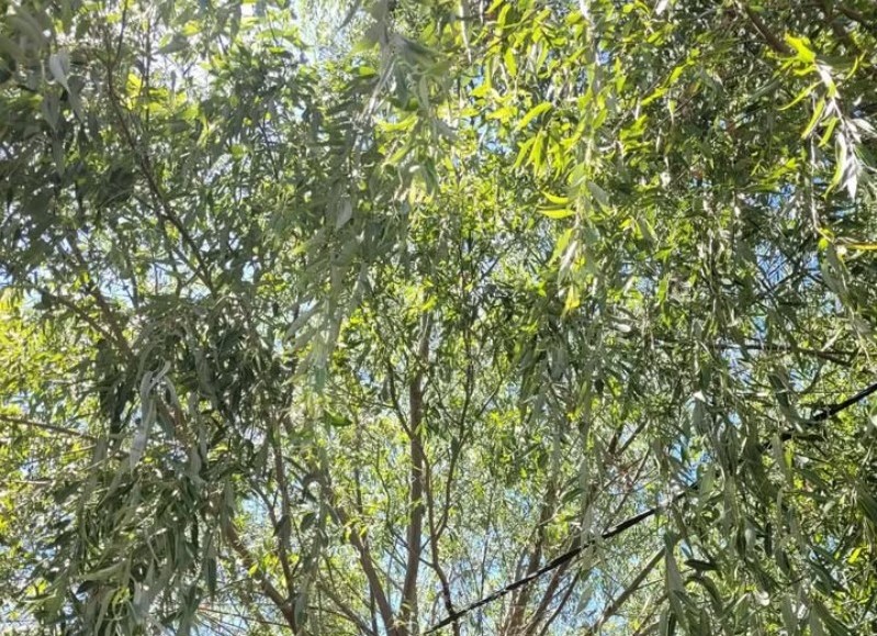 Vecina que sufre con enorme árboles frente a su casa pide por podas a gritos