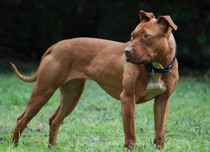 Pitbull foto de archivo que grafica la nota