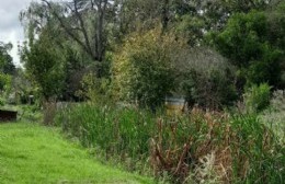 Vecina pidió por la limpieza de un arroyo denunciando que "limpian donde se ve"