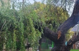 Vecina pone en duda a expertos: Le preocupa un árbol partido en la puerta de su casa
