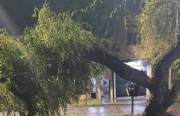 Arboles y postes caídos tras el paso de la última tormenta