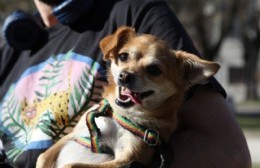 Llegan nuevas jornadas gratuitas de vacunación veterinaria y castración