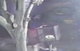 Vecinos sin respuestas ante los rompe bolsas en busca de comida