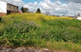 Quejas de vecinos que piden por la limpieza de un terreno