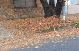 La acumulación de hojarasca deja expuesta a la administración en la falta de barrenderos en Villa Elvira