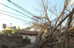 En Caacupé: Se cayó un árbol inmenso