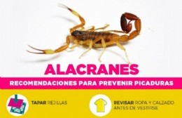 Cómo actuar ante picaduras y presencia de alacranes