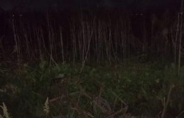 Tiraban de un carro en Los Hornos cuando los sorprendió la muerte