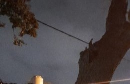 Temen que se caiga un árbol y mate a alguien