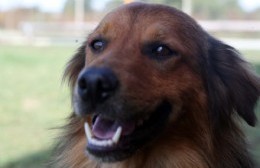 Hoy lunes consultorio veterinario móvil en 96 entre 12 y 13