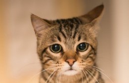 Gatos envenenados en Altos de San Lorenzo