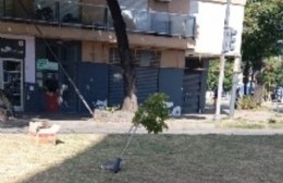 Al plan de arbolado le hace falta un tutor o padrino