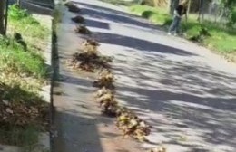Preocupa la falta de limpieza en un barrio local
