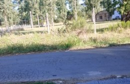 "10 reclamos y 2 denuncias para que nos corte el pasto y limpien las zanjas" explotó un vecino