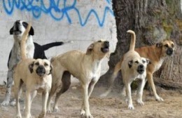 La pobreza empuja a familias y mascotas a la vía pública
