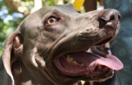 ¿ Qué pasa que no llega a Villa Elvira el servicio de atención veterinaria ?