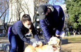 Vacunan mascotas en el Bosque