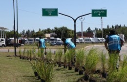 Desarrollan en el ingreso a la ciudad un nuevo proyecto paisajístico