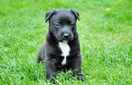 La MLP eligió Altos de San Lorenzo para vacunar a perros y gatos de forma gratuita.