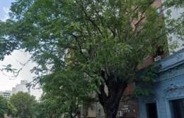 Afirman que las raices de un árbol entraron al subsuelo de un edificio