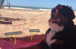 Recomendaciones por si te llevás al boby a la playa