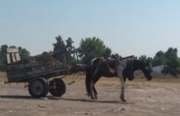 Vecinos contra el maltrato animal