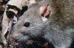Ante la invasión de ratas piden control de plagas