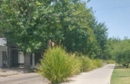 Cero empatía con el automovilista: Pusieron gramíneas que quitan visibilidad en una transitada avenida