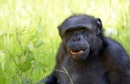 Fallecimiento del chimpancé Tomy