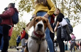 Llega un encuentro solidario para difundir el trabajo de asociaciones protectoras de animales