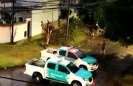 Se cayó un árbol durante las lluvias del finde