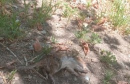 Barrio 19 de Febrero: Vecinos reclaman limpieza y desratización