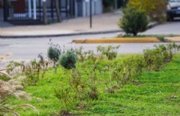 Etchart conforme con el plan de forestación de la Comuna: se plantaron más de 10 mil ejemplares en lo que va del año