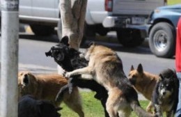 Vecina pide responsabilidad a los vecinos con sus perros