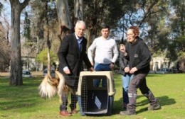 Liberaron en La Plata a siete cotorras y un gavilán tras su recuperación en el Bioparque