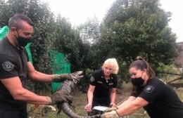 Un lagarto suelto en Villa Elvira