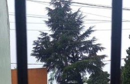 A los vecinos les preocupa el pino inclinado en el Jardin Maternal N3
