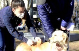 Puntos fijos y móviles de vacunación de mascotas en Berisso