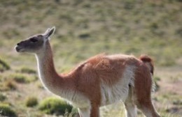 Presidente de la Sociedad Rural ofrece el guanaco como alternativa para la mesa de los argentinos