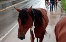 Preocupa a vecinos de Montoro la presencia de caballos sueltos por las calles