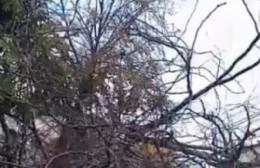 Zona Plaza Pte. Perón: Cayó un árbol sobre un automóvil