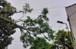 Quejas por ramas sobre el tendido electrico en cercanías de una Estación de Servicio