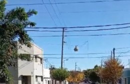 Sigue sin levantarse la poda de hace un mes: Tampoco hay barrido de las calles