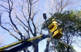 Arbolado público: retiran ramas que obstaculizan cámaras, luminarias, semáforos y tendidos eléctricos