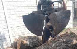 Rápida acción de la Comuna: Vecinos se alarmaron por el alerta amarillo por lluvias al encontrar un árbol talado en la zanja