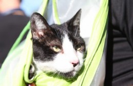 Más fechas para vacunar y castrar animales en los barrios de forma gratuita