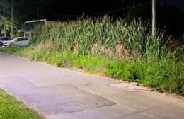 Si te asombra Villa Elvira: Mirá en San Carlos los juncos miden más de un metro