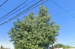 Ramas entre los cables y un árbol que da a poco se va muriendo desde adentro